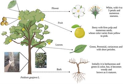 Psidium guajava L.: From byproduct and use in traditional Mexican medicine to antimicrobial agent